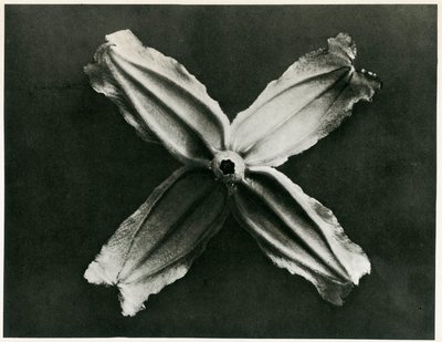Clematis Integrifolia by Karl Blossfeldt
